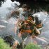 Bassin de jardin bâche ou préformé
